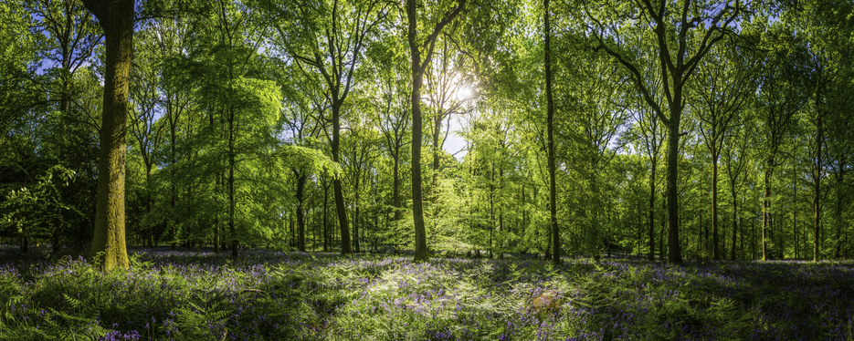 Early morning sunlight filtering through the green foliage of an tranquil forest clearing to illuminate the wildflowers and bluebells in this idyllic woodland glade. ProPhoto RGB profile for maximum color fidelity and gamut.